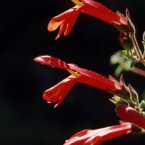 Keckiella cordifolia