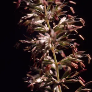 Koeleria macrantha