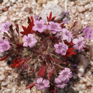 Langloisia setosissima ssp. setosissima