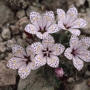 Langloisia setosissima ssp. punctata