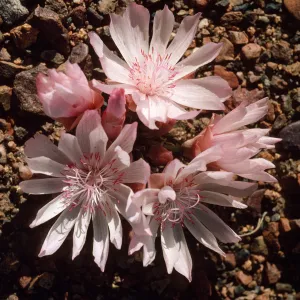Lewisia rediviva