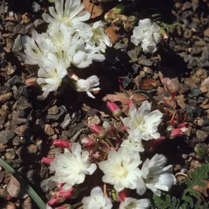 Lewisia rediviva