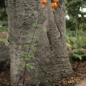 Lilium humboldtii