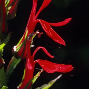 Lobelia cardinalis