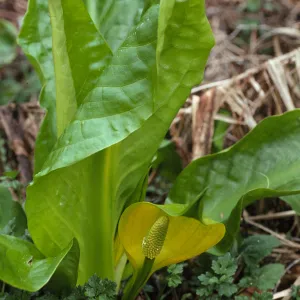 Lysichiton