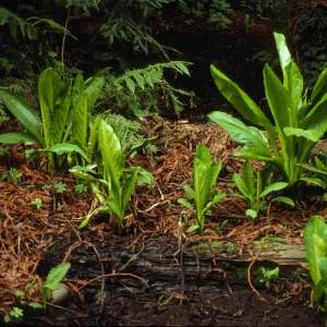 Lysichiton americanus