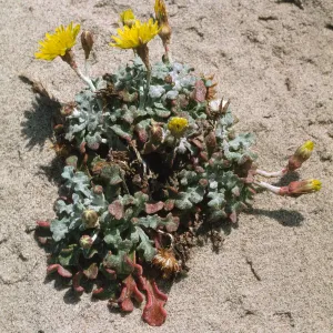 Malacothrix incana