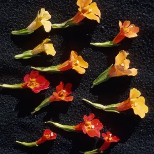 Mimulus hybrids