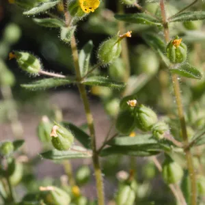 Mimulus pilosus
