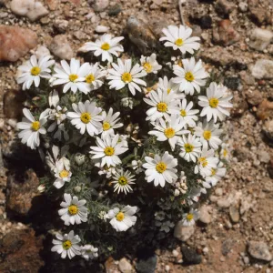 Monoptilon bellioides