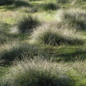 Muhlenbergia rigens