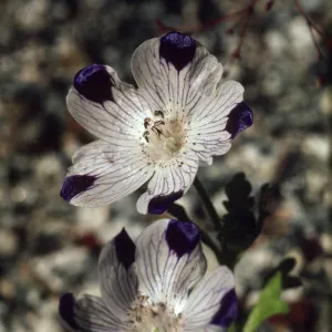 Nemophila maculata