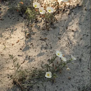 Oenothera deltoides ssp. howellii