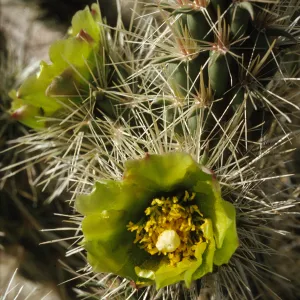 Opuntia (Prickly-pear)