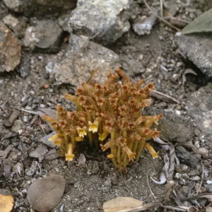 Orobanche fasciculata