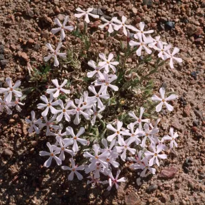 Phlox stansburyi