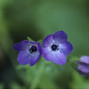 Pholistoma