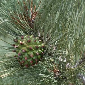 Pinus torreyana ssp. insularis