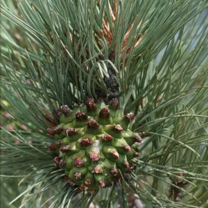 Pinus torreyana ssp. insularis
