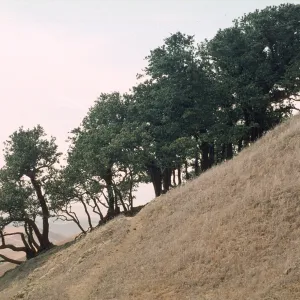 Quercus tomentella