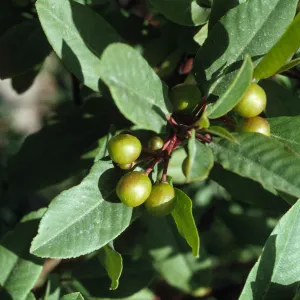 Rhamnus californica