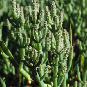 Salicornia