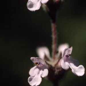 Salvia brandegeei (brandegee sage)