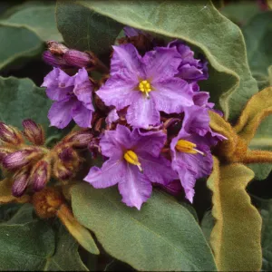 Solanum hispidum