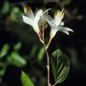 Styrax californicus
