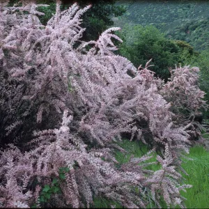 Tamarix parviflora