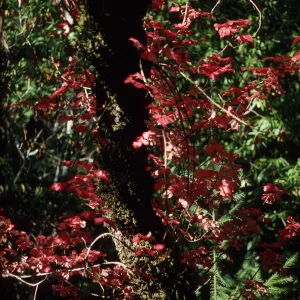 Toxicodendron diversilobum, on Quercus garryana