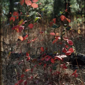 Toxicodendron diversilobum