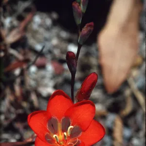 Tritonia hyalina