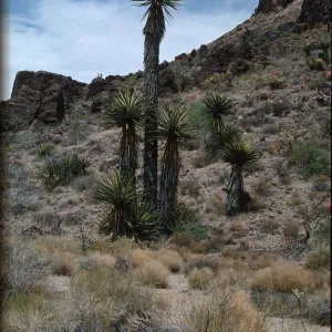 Yucca schidigera