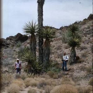 Yucca schidigera