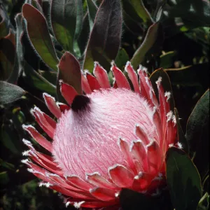 Protea