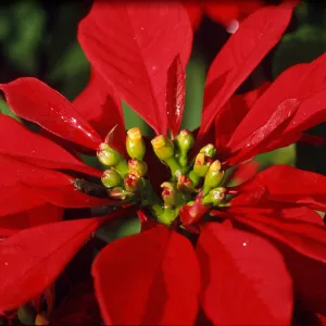 Poinsettia