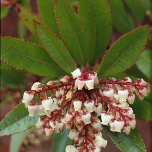 Comarostaphylis polifolia