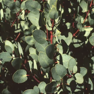 Arctostaphylos glauca
