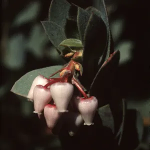 Arctostaphylos obispoensis