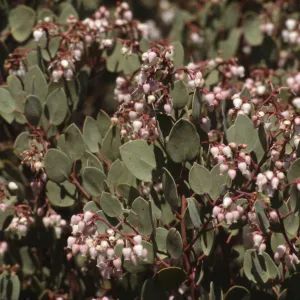 Arctostaphylos viscida