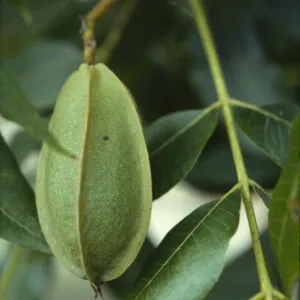Carya illinoensis