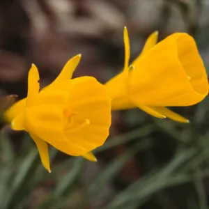 Narcissus hedraeanthus