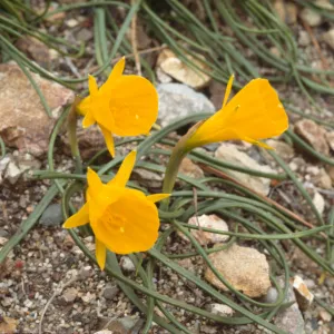 Narcissus hedraeanthus