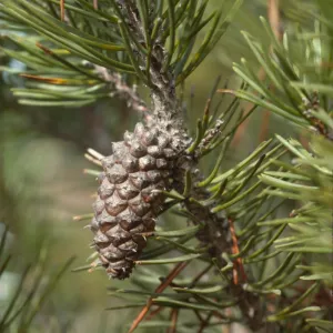 Pinus contorta ssp. bolanderi