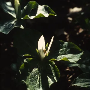 Trillium chloropetalum