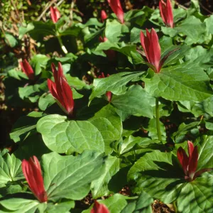 Trillium chloropetalum
