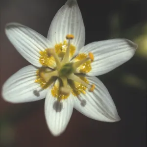 Zigadenus fremontii