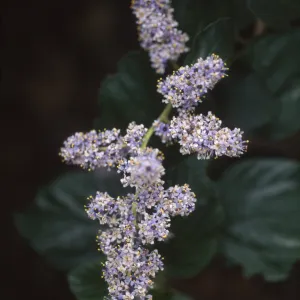 Ceanothus arboreus