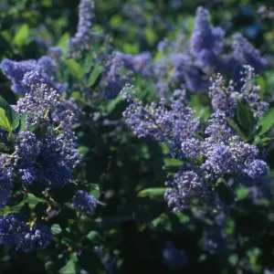 Ceanothus arboreus